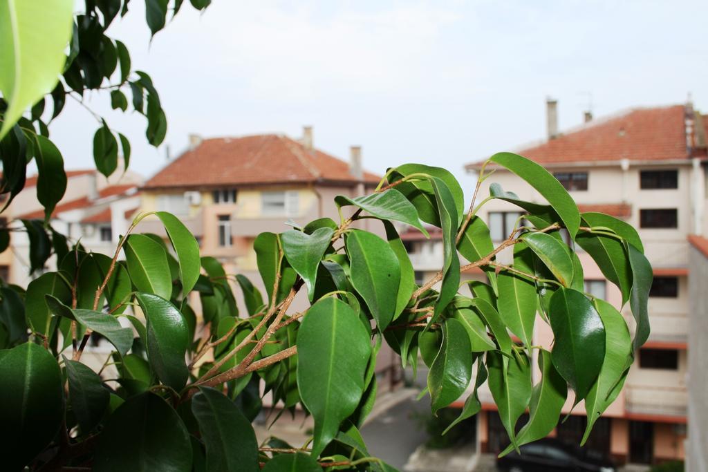 Zoya Guest House Ravda Ngoại thất bức ảnh